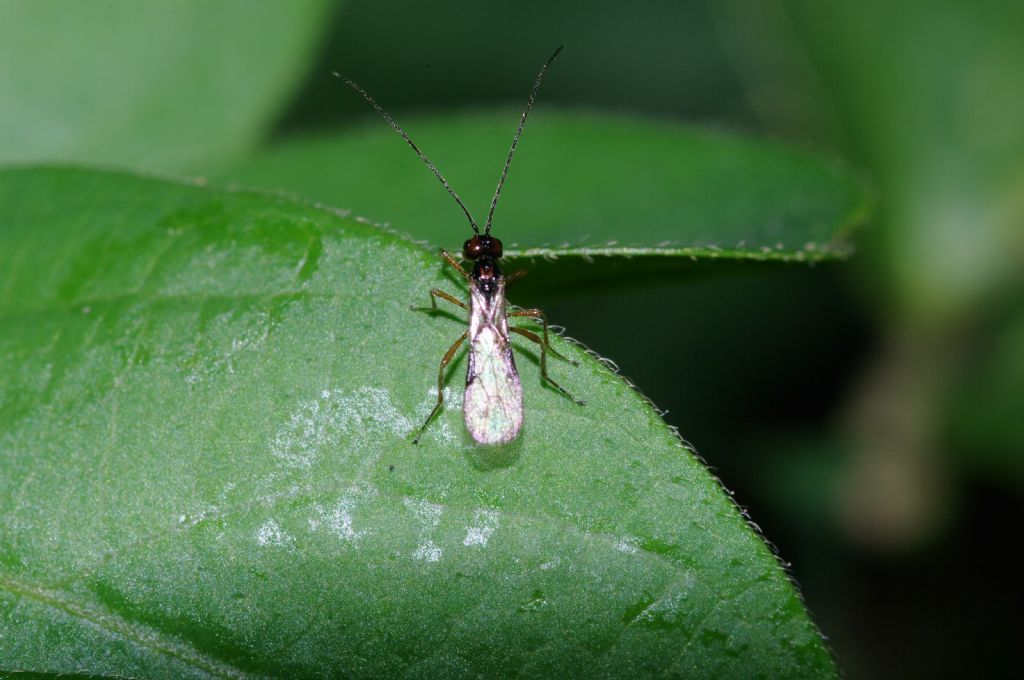 Imenottero 2 (Braconidae?)